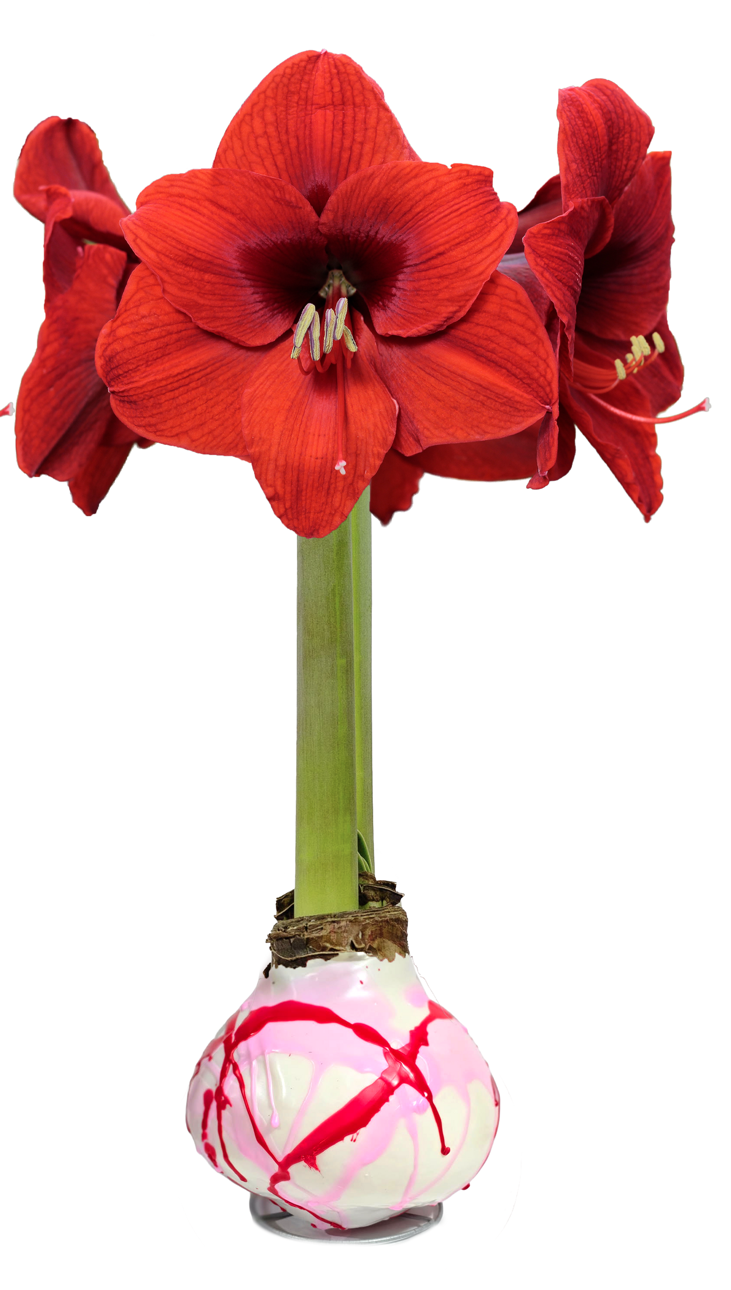 Pink and Red Splatter Wax Amaryllis 23 bulbs per box bulb