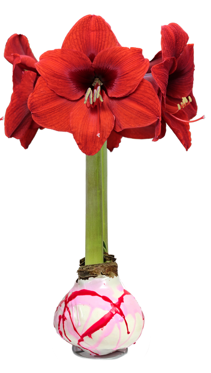 Pink and Red Splatter Wax Amaryllis 23 bulbs per box bulb