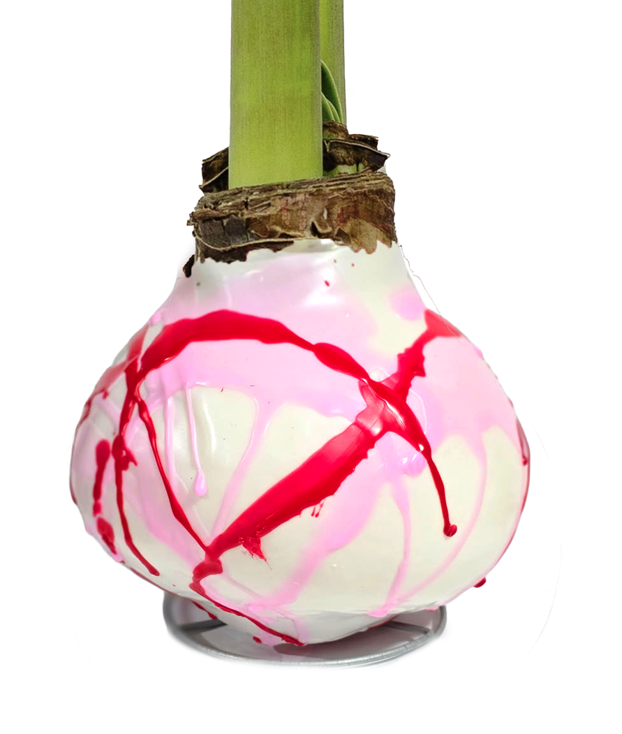 Pink and Red Splatter Wax Amaryllis 23 bulbs per box bulb