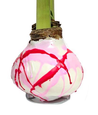Pink and Red Splatter Wax Amaryllis 23 bulbs per box bulb
