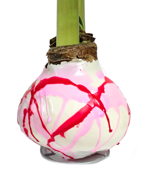Pink and Red Splatter Wax Amaryllis 23 bulbs per box bulb