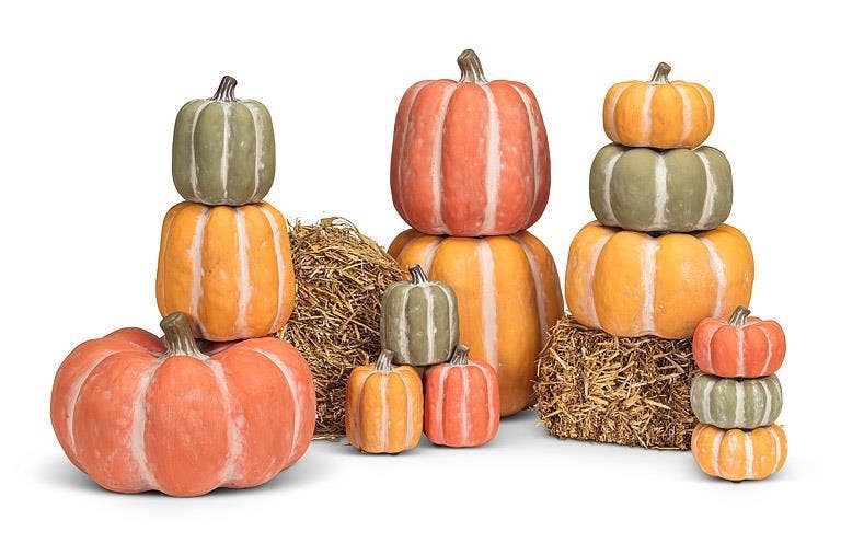Matte Tall Pumpkin